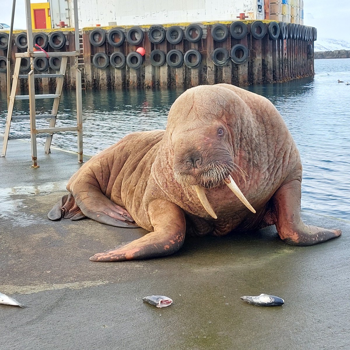 aron_beck's tweet image. Rostungur í höfninni á Breiðdalsvík 
mynd: Bjarni Stefán Vilhjálmsson