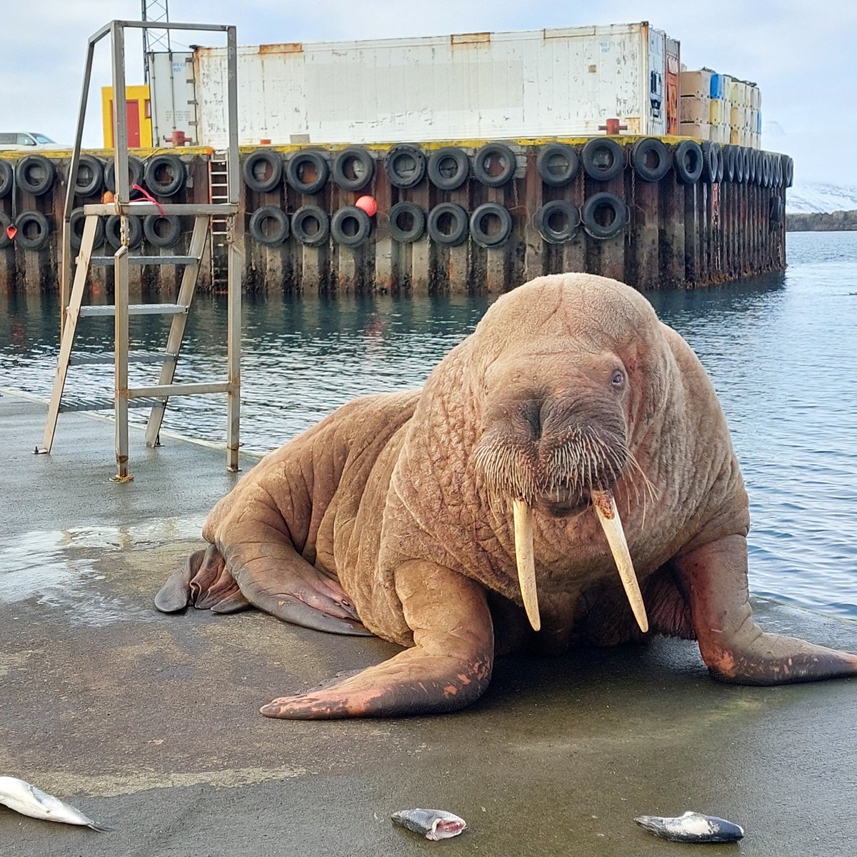 aron_beck's tweet image. Rostungur í höfninni á Breiðdalsvík 
mynd: Bjarni Stefán Vilhjálmsson