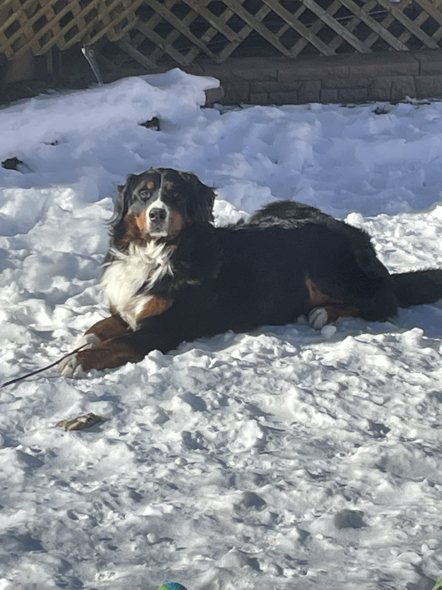 mrsJC's tweet photo. @mrsnatashajones @OLVMWolverines @HCDSB RUBY!! 🥰 I’m so glad you got your Bernese. They are just the best! Gus says, HI RUBES! Ready to play when you are! https://t.co/IFyT7r29lS