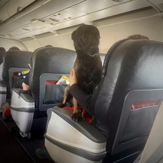 SbastienMlires1's tweet photo. ¡Perros de primera!
En Turquía y Siria los perros rescatistas salvaron centenares de vidas y murieron algunos. 

Las aerolíneas turcas permitieron que los canes regresen a su país en primera clase y no enjaulados en la bodega de equipaje. Pudieron viajar con sus entrenadores. https://t.co/GIqeJFUou5