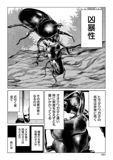 カブトムシとクワガタはどっちが強いかを、殴り合いで決める女子会(3/15) 