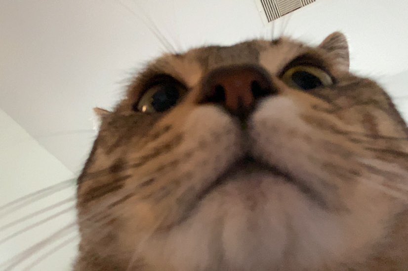 babivamp2's tweet photo. pic of my cat https://t.co/9nKKhRTR8x
