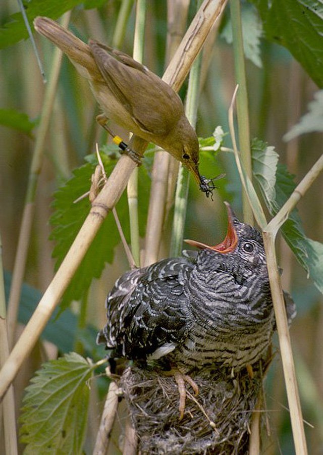 EizaguirreLab's tweet photo. We recently saw a display about nest parasitism by cuckoos. Seeing the tiny host feeding a massive chick is always a curious sight but it also reminds us of the  diversity that exists in host-parasite systems #nestparasitism #diversity #evolution https://t.co/OHv0Bk8ZLk