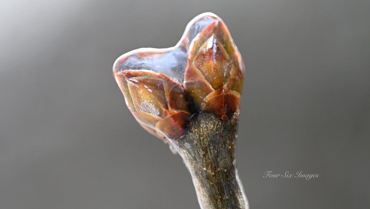 Hopps (@bradhopper14) on Twitter photo “Waiting For Spring” #ShareYourWeather #ontariostorm #macrophotography #amateurphotography <a href="/KMacTWN/">Kim MacDonald 🌻</a> <a href="/MurphTWN/">Chris Murphy TWN</a> <a href="/cstclair1/">Chris St.Clair</a> <a href="/BAY_OF_QUINTE/">Bay of Quinte Region</a> “Waiting For Spring” #ShareYourWeather #ontariostorm #macrophotography #amateurphotography <a href="/KMacTWN/">Kim MacDonald 🌻</a> <a href="/MurphTWN/">Chris Murphy TWN</a> <a href="/cstclair1/">Chris St.Clair</a> <a href="/BAY_OF_QUINTE/">Bay of Quinte Region</a>