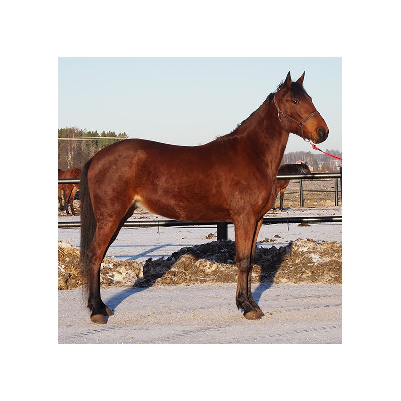 Starinitan internethuutokaupassa myynnissä nyt myös lv-siitostamma Mountain Salmon i. Enjoy Lavec, e. Animal Tomson (15,2aly 20 858€), ei. Not Disturb, ee. Red Monkey #ravit #hevoskasvatus #hevoshuutokaupat auction.hevoshuutokaupat.fi/internethuutok…