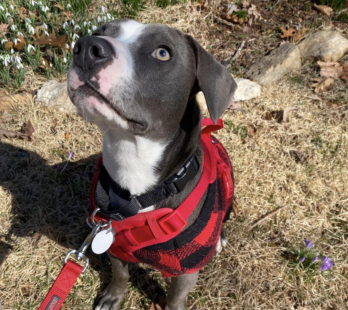 Some may say #fosterfail, but we prefer to call them #fosterwins! Sweet Stuffin has been with his now #fureverhome for 3 months and has adjusted well to his new family!  We love seeing our pups thrive! #fosterdog #twitterpups #dogsofthedmv