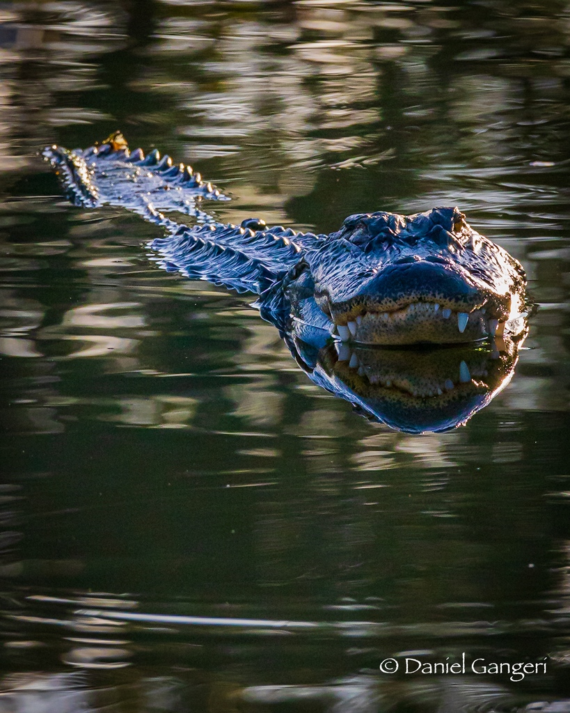 Good morning from the swampy places! This gator was really enjoying watching us all walk along the boardwalk while his buddy was eating a wood stork across the pond! #alligator #americanalligator #gator #alligatorphotos #gatorphotos