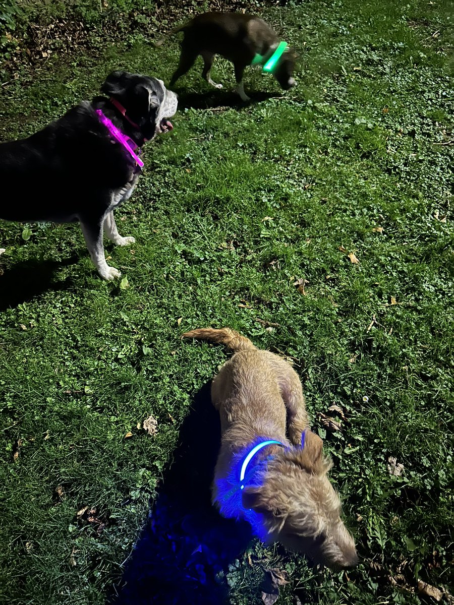 dublingrowndog's tweet image. Guys!!!! We went walkies last night. The Wolfpack ran the streets! We did such gangster stuff. We sniffed flowers, chased each other and rolled in the grass. We’re hardcore. #justrustythings #nishi #tazio @pghgirli @mtm686
