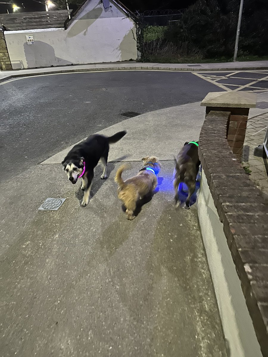 dublingrowndog's tweet image. Guys!!!! We went walkies last night. The Wolfpack ran the streets! We did such gangster stuff. We sniffed flowers, chased each other and rolled in the grass. We’re hardcore. #justrustythings #nishi #tazio @pghgirli @mtm686