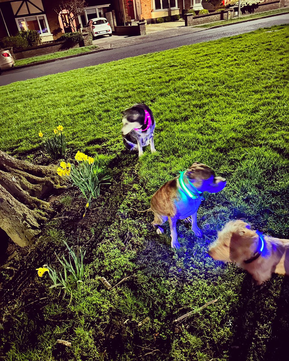 dublingrowndog's tweet image. Guys!!!! We went walkies last night. The Wolfpack ran the streets! We did such gangster stuff. We sniffed flowers, chased each other and rolled in the grass. We’re hardcore. #justrustythings #nishi #tazio @pghgirli @mtm686