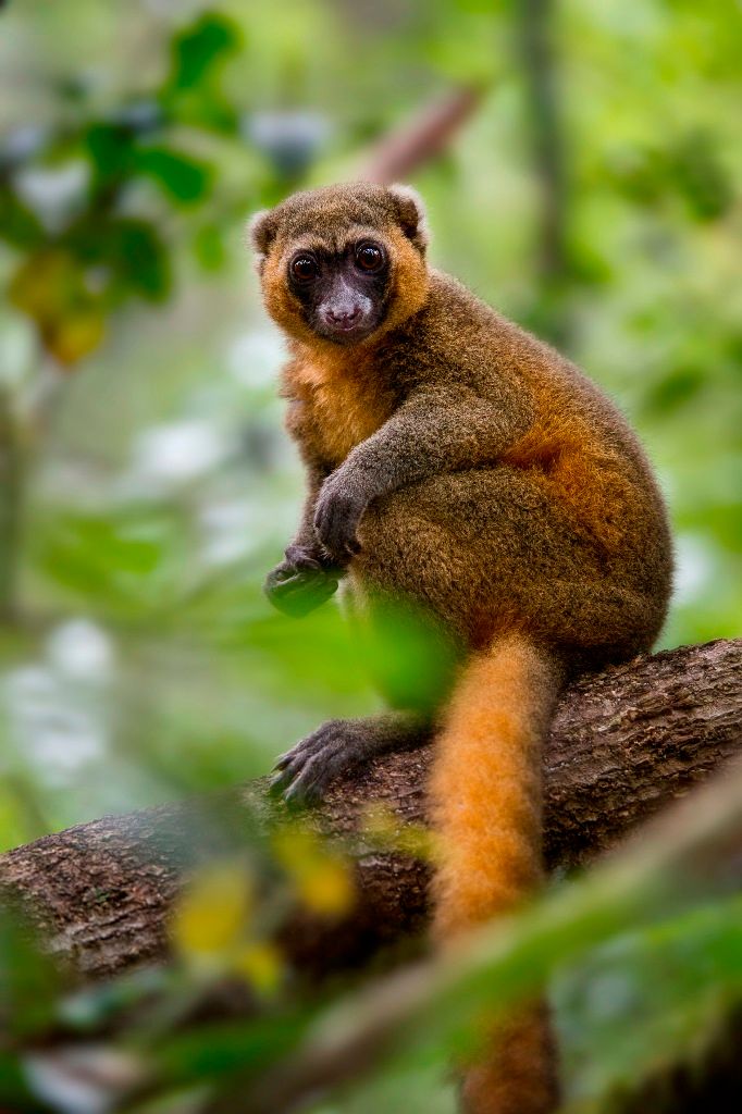 Let us introduce you 'The golden bamboo lemur' (Hapalemur aureus), bokombolomena or varibolomena in Malagasy.😀🇲🇬
Endemic to the rain forests of south–eastern Madagascar, the Ranomafana National Park.🐵🌳🌿⛰
bit.ly/3SoqdrT
#nationalpark #lemurs #NaturePhotography