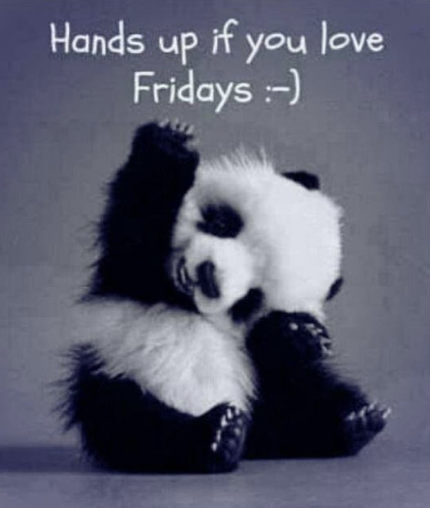 Good morning everyone!
How are we all? 
Got to love Fridays! 🐼❤️
#FridayFeeling #FridayFunDay #weekendishere #letsdothis