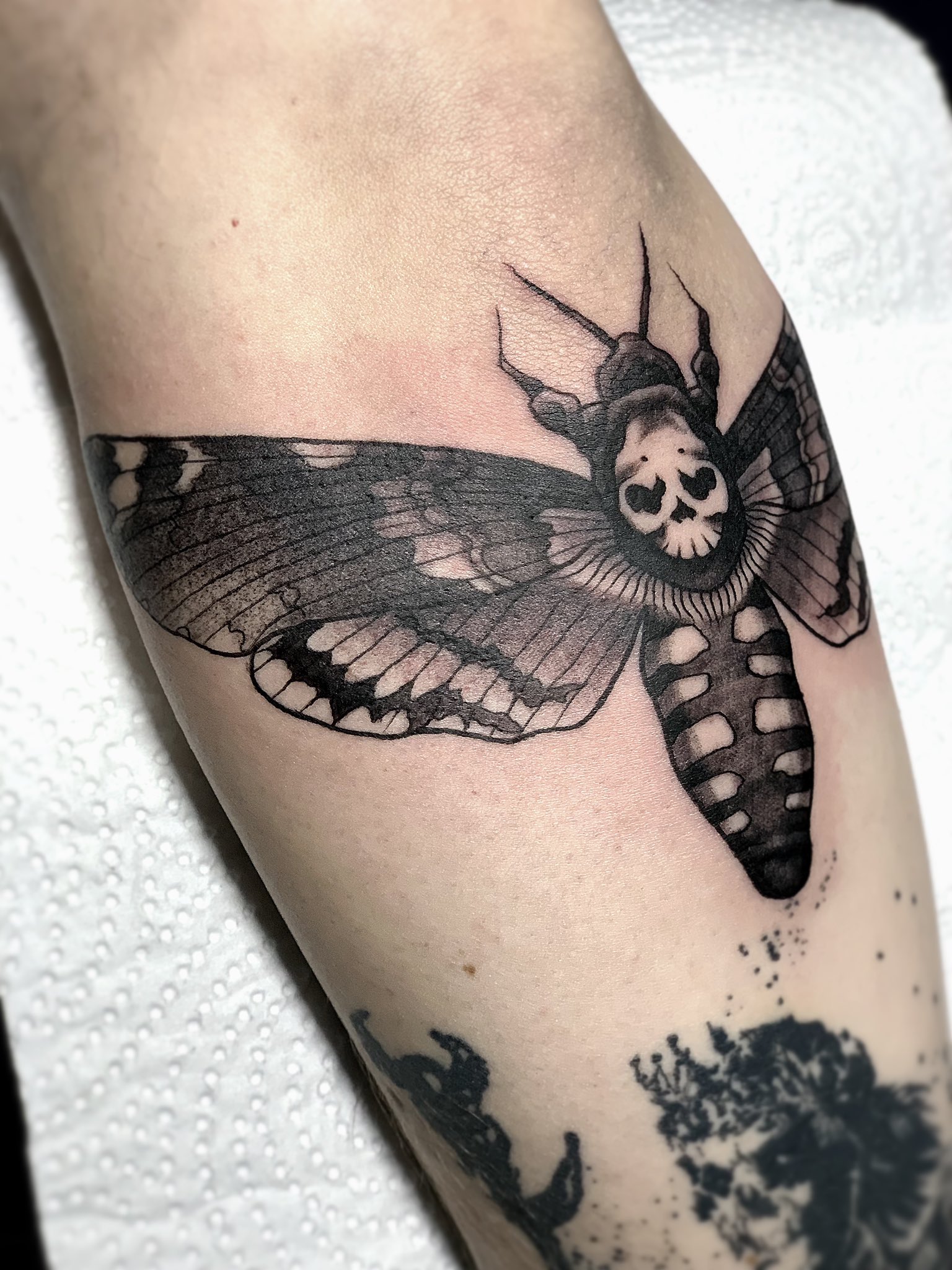 Death Hawk Moth Tattoos Tomsmithtattoo Death's Head Hawk Moth Today,