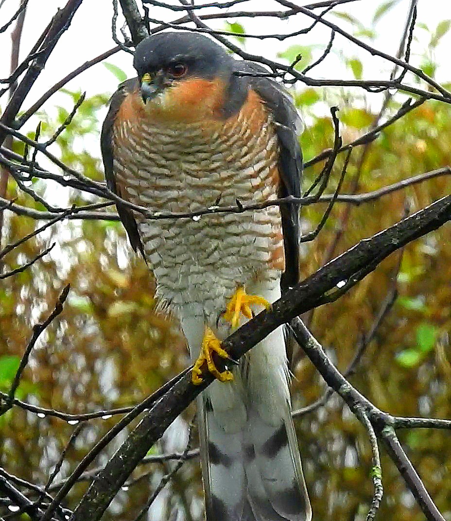 jcsctoan's tweet photo. We had a rare garden visit recently from this beautiful sparrowhawk! Have a good day folks. @Natures_Voice @RSPBScotland #BirdsSeenIn2023 🏴󠁧󠁢󠁳󠁣󠁴󠁿 #NaturePhotography #nature #wildlife #wildlifephotography #birds #birdphotography #birdwatching
#BBCWildlifePOTD #TwitterNatureCommunity https://t.co/XUF3KTSbO7