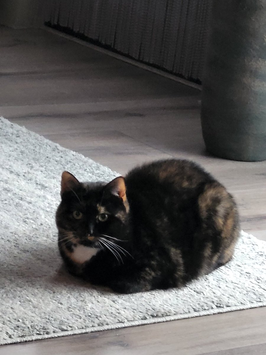 jaydoesthings_'s tweet photo. Little meow meow https://t.co/khvQdYjlUS