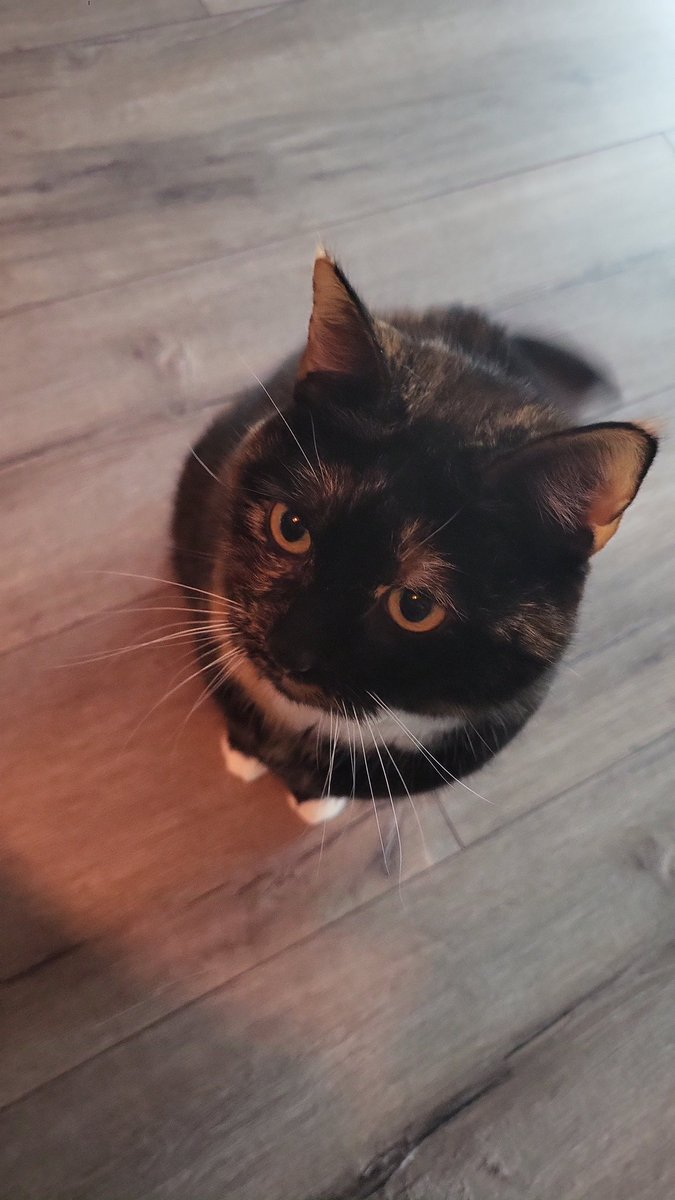 jaydoesthings_'s tweet photo. Little meow meow https://t.co/khvQdYjlUS