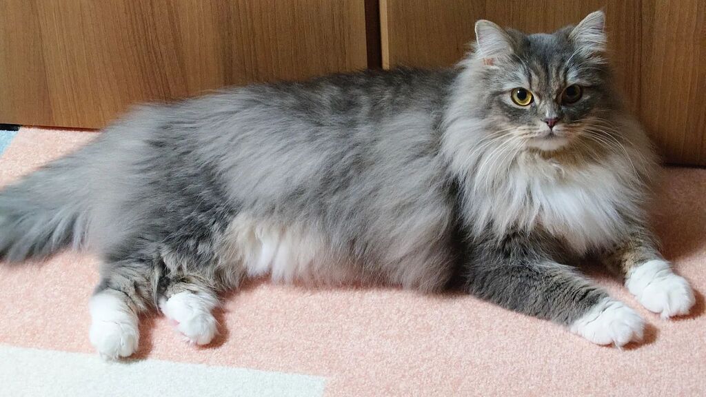 cat_rosmo's tweet photo. 全身リラックス

#ロスモ #rosmo #猫 #cat #ねこすたぐらむ #catstagram #ねこ好きさんと繋がりたい #relax #ノルウェージャンフォレストキャット #norwegianforestcat https://t.co/F5FNXTtY4v https://t.co/pU1uOFaGwf