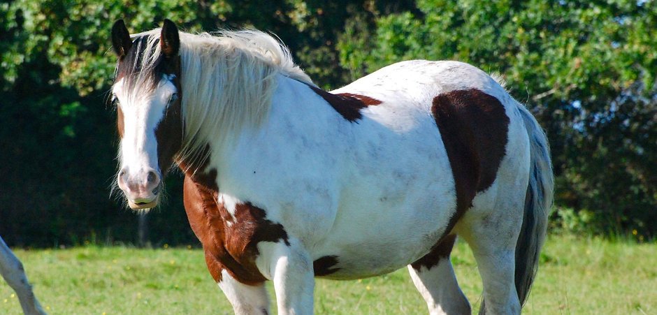 HHMU_Banksia's tweet image. #OllyBeak IS #Linked2 #GreedyBeak @Zoompad xx 
#Beautiful 
#SimplyBeautiful 
@AnimalWoodfield 
#KoKoLove #Big #Much 
#ThankYou4AllYouDo 
#BanksiaGoGetMoreTissues 
#SheCry #HappyTears xx