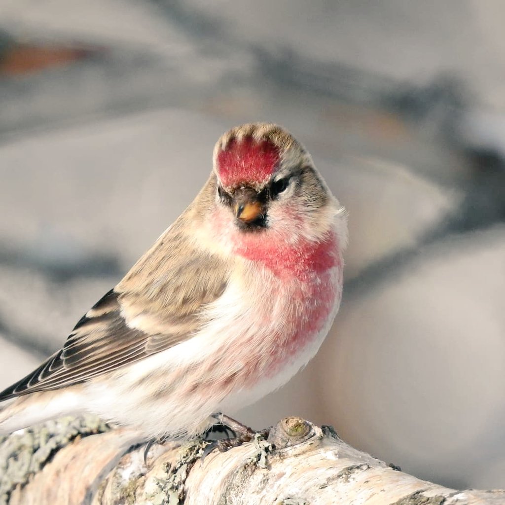 hannon_harriet's tweet photo. #urpiainen
#birdlifesuomi
#birdlife
#suomen_linnut #lintukuvaus #common_redpoll #BirdsOfTwitter #birdlovers #birdphotography https://t.co/76VQVNaEve
