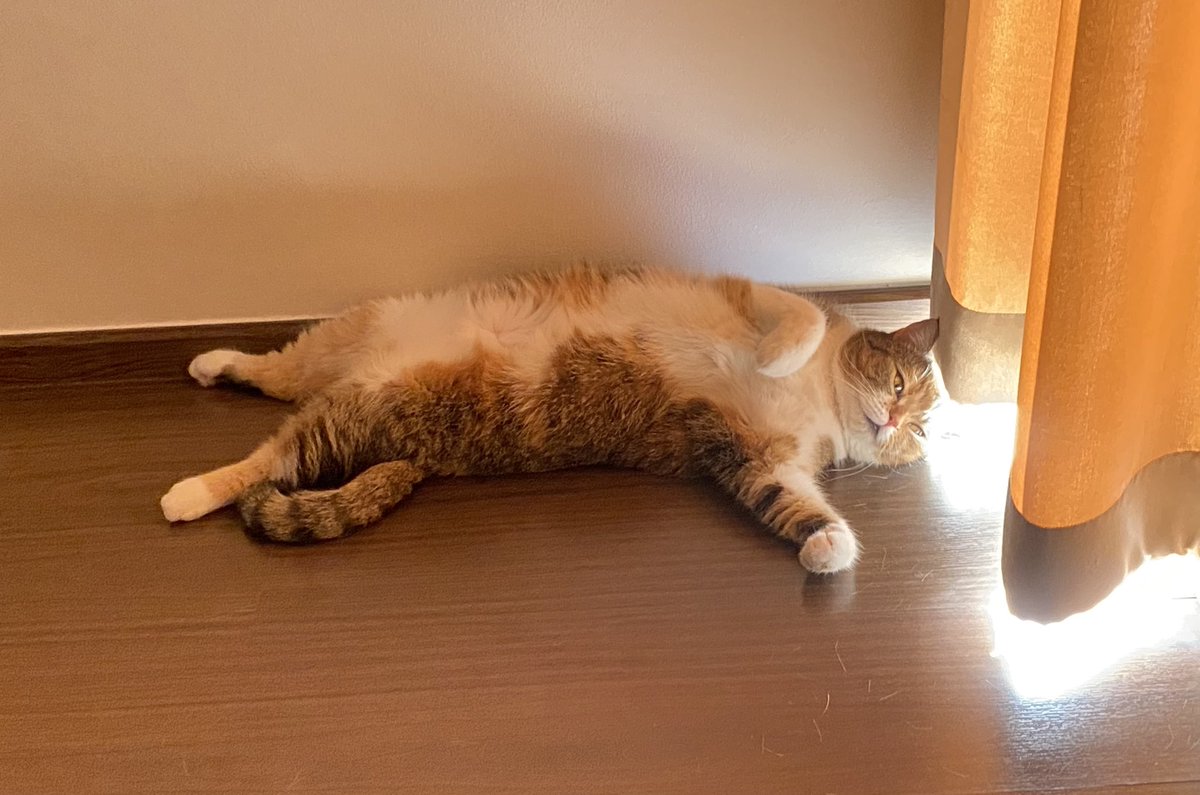 (⁎❝᷀ົཽω❝᷀ົཽ⁎)✧..นุ่ม tweet media