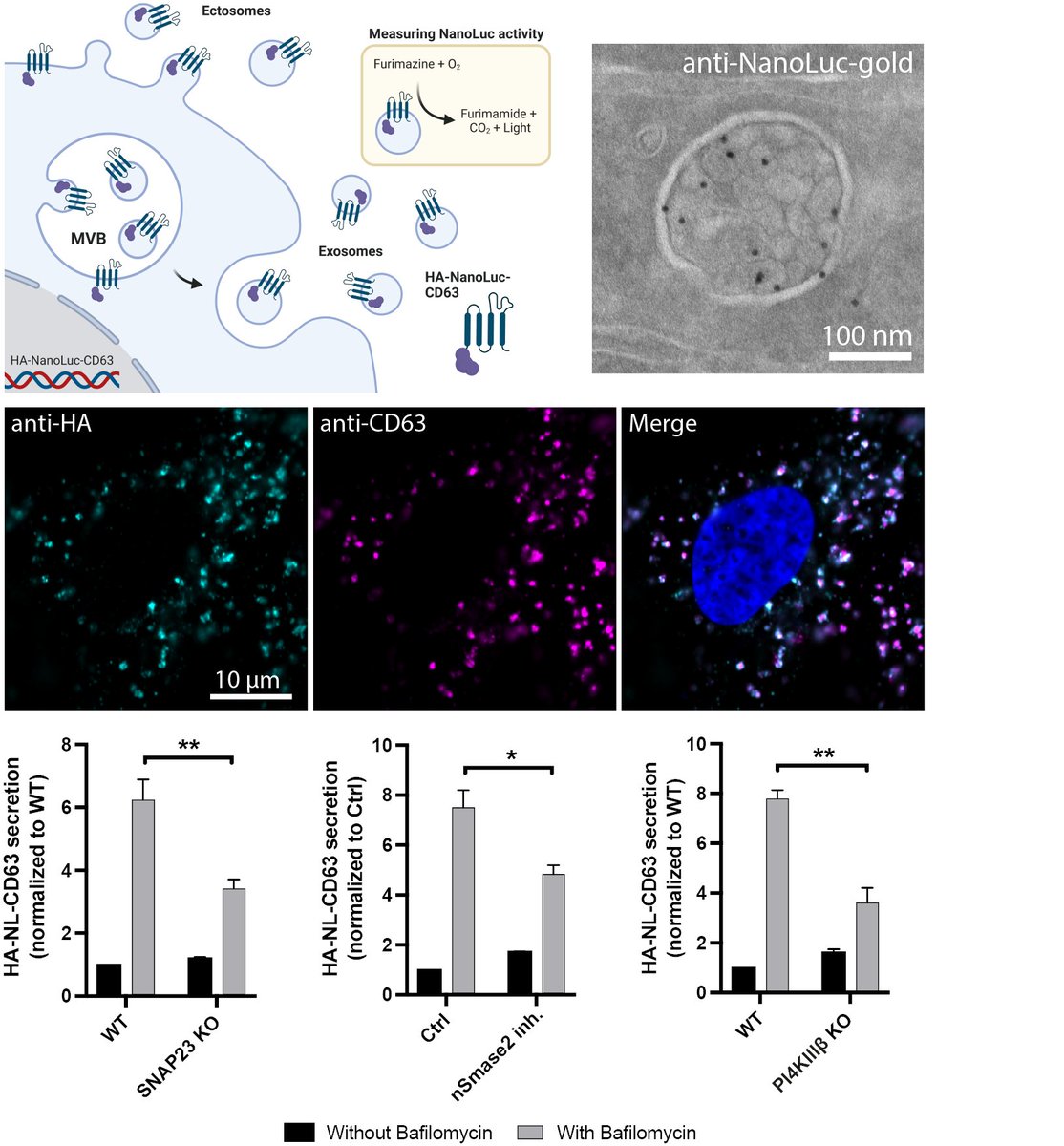 A fan of #ExtracellularVesicles or Secretory #autophagy? Check out 'Luminescence-based screening for extracellular vesicle release modulators reveals a role for PI4KIIIβ in exosome biogenesis upon lysosome inhibition” biorxiv.org/content/10.110…