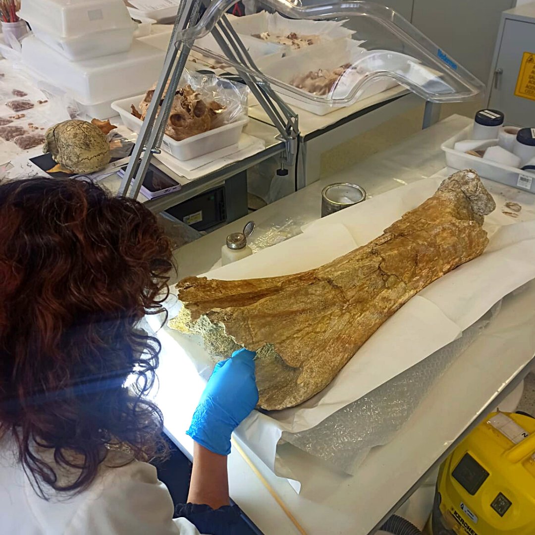 rcrhueso (@rcrhueso) on Twitter photo ¡A veces también toca trabajar con restos grandes! ¿Adivináis que es lo que está restaurando <a href="/elenaMorRib/">Elena Moreno</a> ?🤔🤓🦴¿Has trabajado con alguna pieza de este tamaño? ¡Cuéntanoslo! 👇 Recepción de propuestas hasta el 31 de Marzo
<a href="/iphes/">IPHES-CERCA</a> #restauraciondehueso #rcrhueso #laboratoriocr ¡A veces también toca trabajar con restos grandes! ¿Adivináis que es lo que está restaurando <a href="/elenaMorRib/">Elena Moreno</a> ?🤔🤓🦴¿Has trabajado con alguna pieza de este tamaño? ¡Cuéntanoslo! 👇 Recepción de propuestas hasta el 31 de Marzo
<a href="/iphes/">IPHES-CERCA</a> #restauraciondehueso #rcrhueso #laboratoriocr