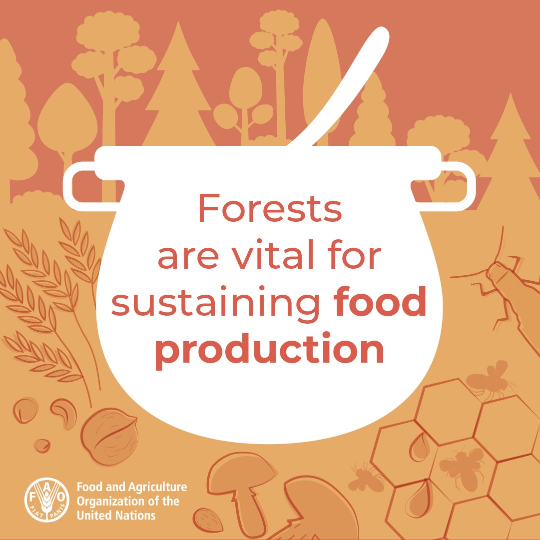 FAOForestry's tweet photo. Forests and trees: 

💧 contribute to the water cycle
 🥭 are sources of wild foods 
🌱 reduce soil erosion 
🔄 enhance nutrient cycling 
🐝 provide habitat for pollinators 
🐐 provide feed for livestock 
🌎 help combat climate change 

#SDGs https://t.co/lQIqinRTLT