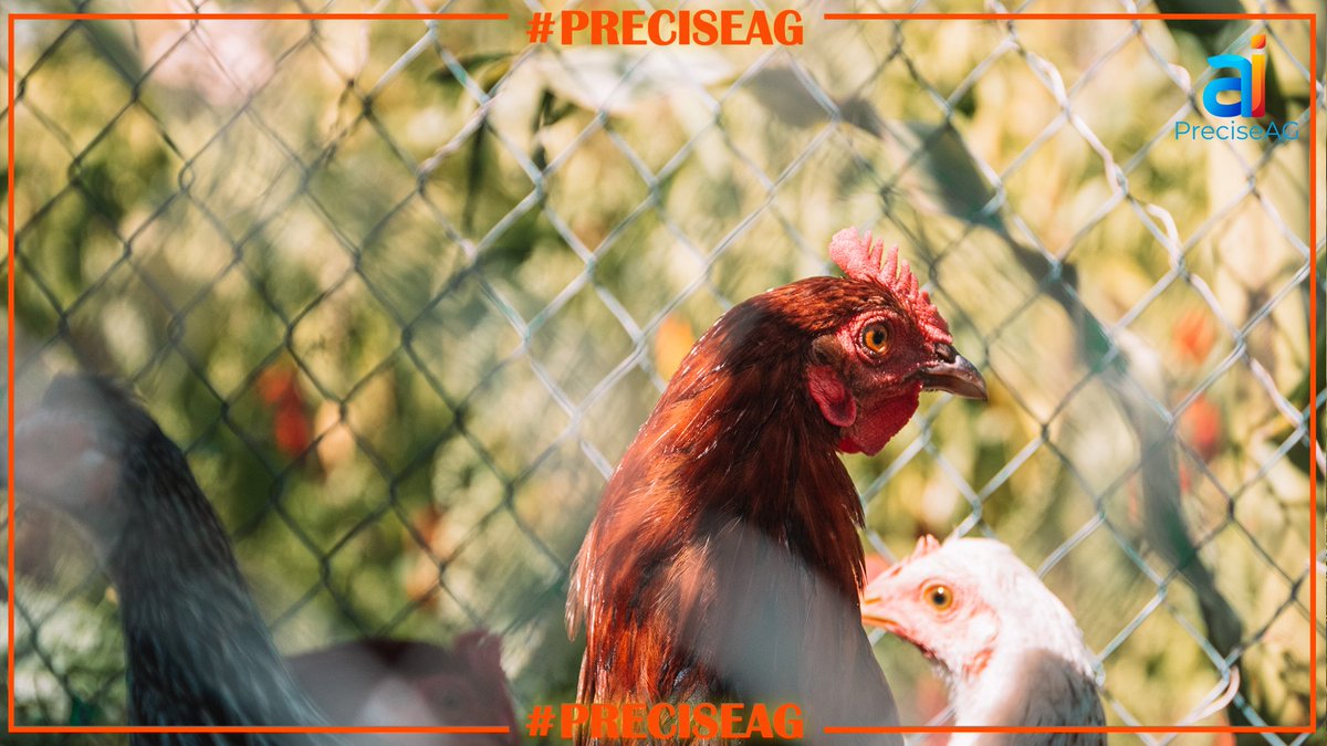 PreciseAGai's tweet photo. Read These 9 Tips About Smart Poultry Health To Double Your farm
Healthier, Faster with https://t.co/jM4KhcAB8J:
https://t.co/oGza9aqEIr
#bottombillion #foodsecurity #biosecurity #smartpoultryhealth #PreciseAG.ai https://t.co/CsnlYzn2pY