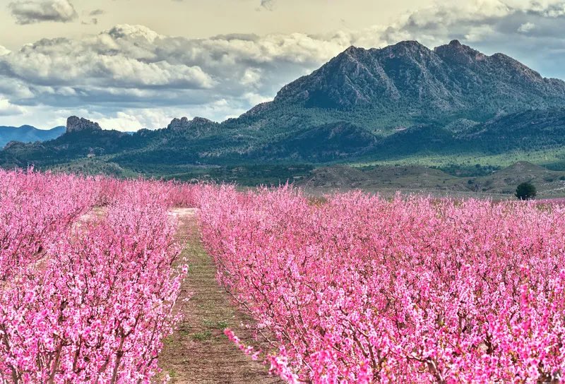 The flower fields in Spain begin to wake up ! Cherry trees in Extremadura, peach threes in Murcia, almond trees in Mallorca and Alicante, orange blossoms in Sevilla … spring scent is all around ! #springscents #hanami #springblooming #springinspain @spain @dynamicpartner
