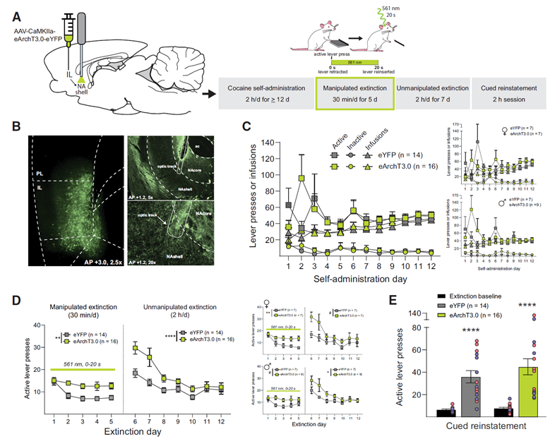 Infralimbic Projections to the Nucleus Accumbens Shell and Amygdala Regulate the Encoding of Cocaine Extinction Learning

jneurosci.org/content/43/8/1…