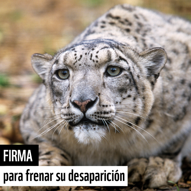 WWFespana's tweet photo. ⚠️🐆 Si no hacemos nada los leopardos de las nieves desaparecerán. Solo quedan 4.000 en el mundo y el ser humano es su principal amenaza.