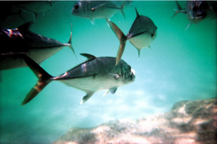 Animals_EFSA's tweet photo. Looking for expertise on #FishWelfare! 
Join @EFSA_EU as a scientific expert in #EFSApanels. 
 
Apply until the 3rd of April 
👉 https://t.co/lLUYl6Ur05
 
#AnimalHealth #AnimalWelfare #Animals4EU https://t.co/ahPFQs3R5S