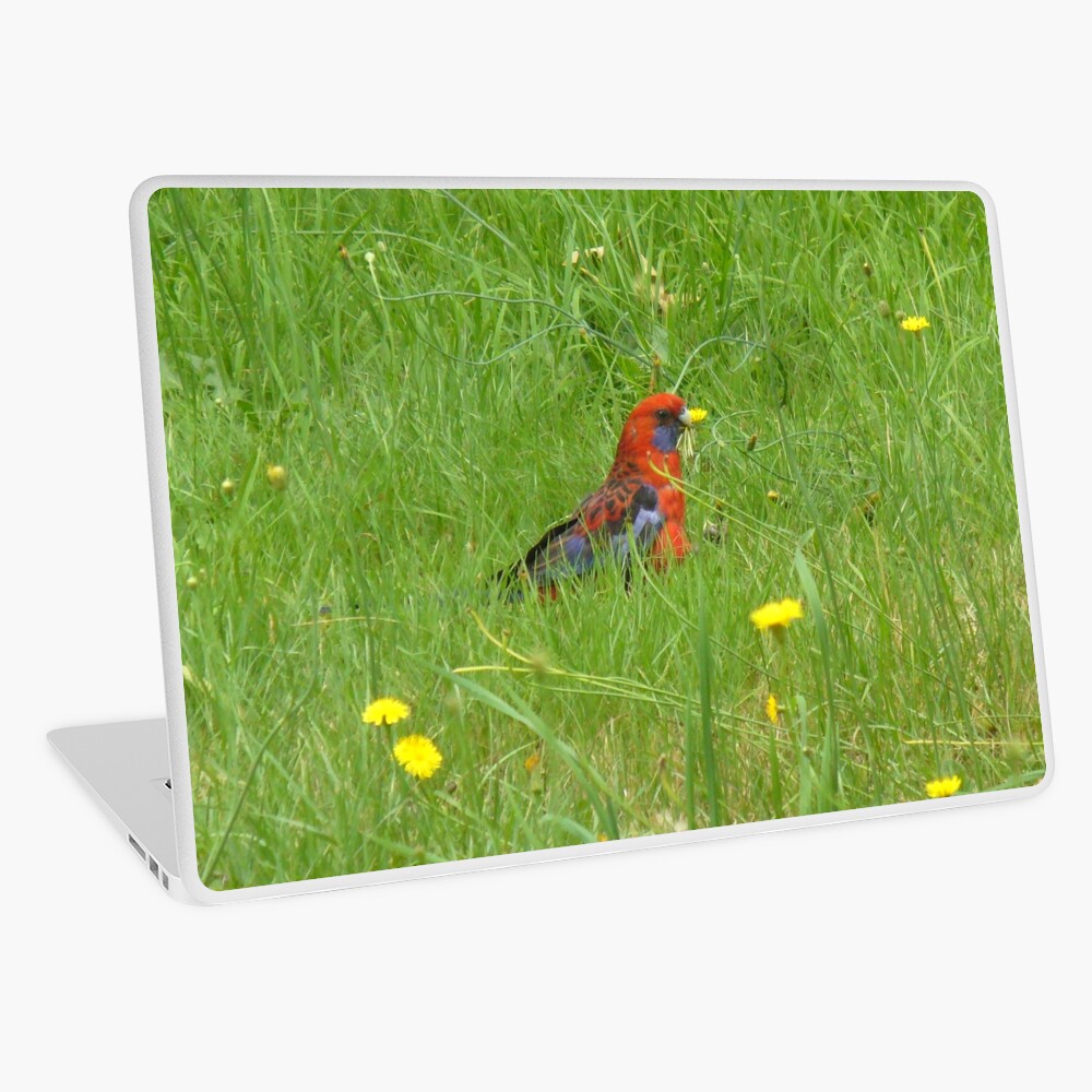 #LaptopSkin 'Crimson Rosella Collecting Dandelion'

More here:
redbubble.com/shop/ap/784930…

#bird #birdphotography #wildlife #australianwildlife #wildlifephotography #laptop #accessories #tech #redbubbleshop #sale #onlineshopping #rosella #crimsonrosella #australia #RBbirthday2023