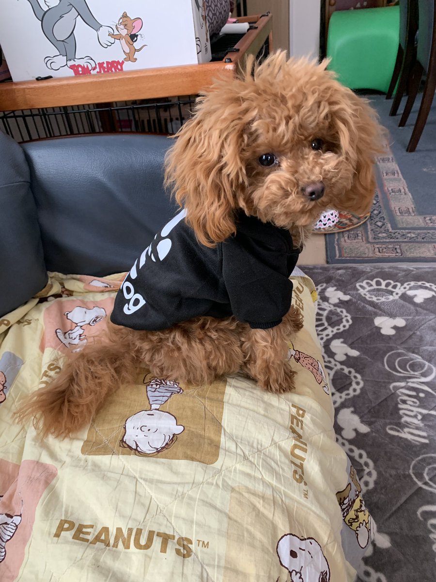 hirogon1091's tweet photo. せなくん新しい洋服ゲット😊
#adidog https://t.co/JfnclnVdm0