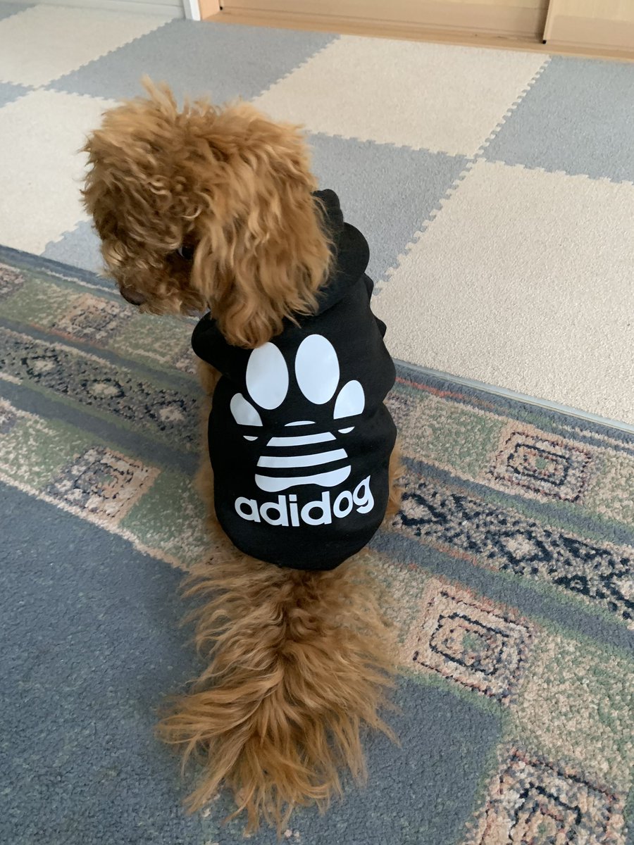 hirogon1091's tweet photo. せなくん新しい洋服ゲット😊
#adidog https://t.co/JfnclnVdm0