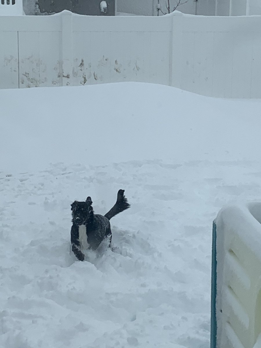 Shelleyada's tweet photo. I don’t know why, but this picture of Misty playing in the snow makes me so happy! https://t.co/C5eZzUZ5i3