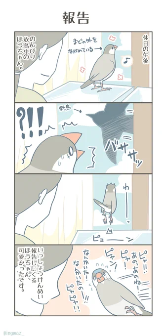 報告。

#Buncho #javasparrow #文鳥 