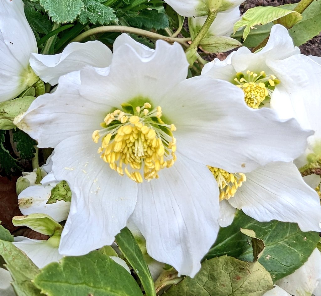 NordicKay's tweet photo. Good Morning Tweeties. It's a grey chilly start to Friday, wishing you each a great weekend. ππ±πΏπΈ#garden #gardening #gardensoftwitter #gardeningtwitter #plants #flowers #flowersonfriday #flora #hellibores #Macro https://t.co/rimxjt0M2C