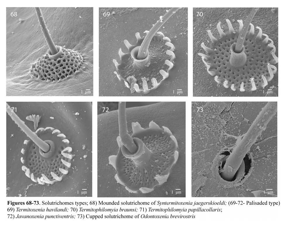 Thomas Pape tweet media