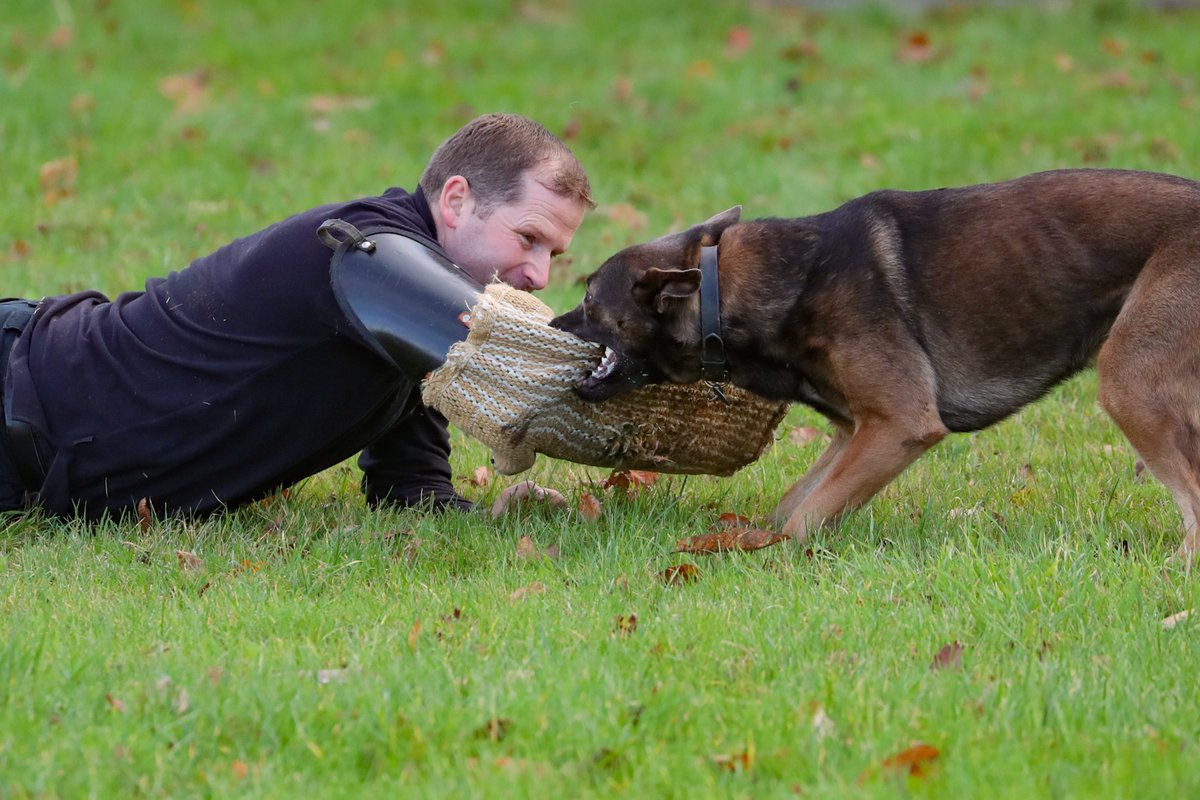 KPTacOps's tweet photo. Continuing our spotlight on our working Dogs that have been rehomed or rescued. This is PD BLUE who has been working as a GPD for 3 years. He came from @gsrescueelite and is totally in love with his role now, as you can see #RescueDogs #PdBlue https://t.co/TkJm9mvkH8