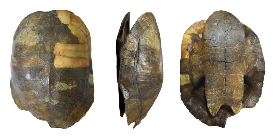 Publi_MNHN's tweet photo. [#Geodiversitas] 🐢 A new fossil turtle ends the controversy on the occurrence of the extant genus Podocnemis Wagler, 1830 at the Miocene fauna of La Venta, Colombia

✒️ @paleoturtles &amp; Rubén Dario VANEGAS
🔗 https://t.co/CpvlyFiOwk
#FossilFriday #fossilturtles #Miocenefauna https://t.co/TbxQKYOD2D