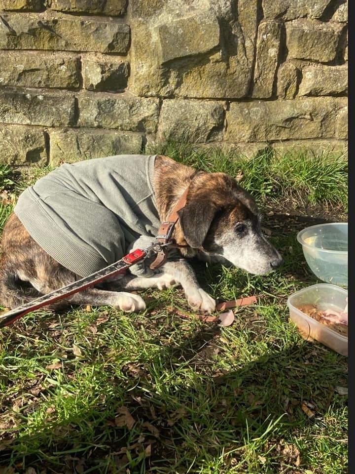 Please retweet, appeal for information, builders have pulled this poor elderly dog out of a canal #BLACKBURN #LANCASHIRE #UK 

Police have CCTV images of someone dumping him in the canal. Do you recognise him?

DETAILS or DM me please👇
facebook.com/paula.j.knowles

#dogs @DogLostUK