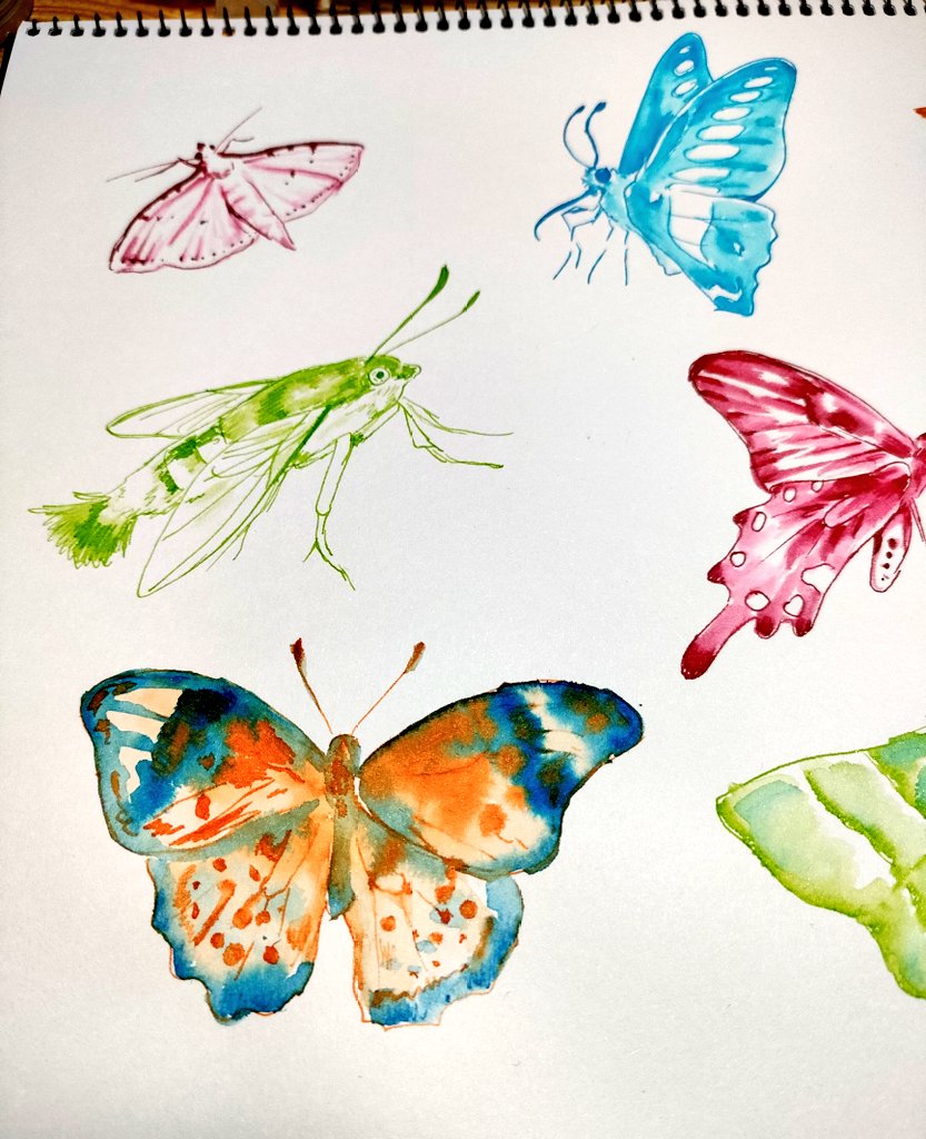 「蝶と蛾#インク沼 #ガラスペン 」|よもぎ/ｸｽﾉｷ陽菜のイラスト