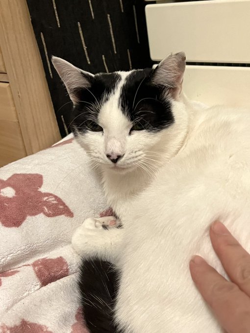 ちょっとイライラすることがあったので、もふらせてもらう。猫ありがとう。 