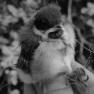 AnneCharmantier's tweet photo. 🚨 POSTDOC JOB ALERT 🚨
18months postdoc with Samuel Caro &amp; I on the respirometry of great tits 🐦in a context of adaptation to cities and climate change @cefemontpellier 🌞🌇
🗓️Applications close 31/03/23
Details here: https://t.co/LtIuaU8CI5
Please RT! 📢#postdocjobs https://t.co/CNDehGpjZi