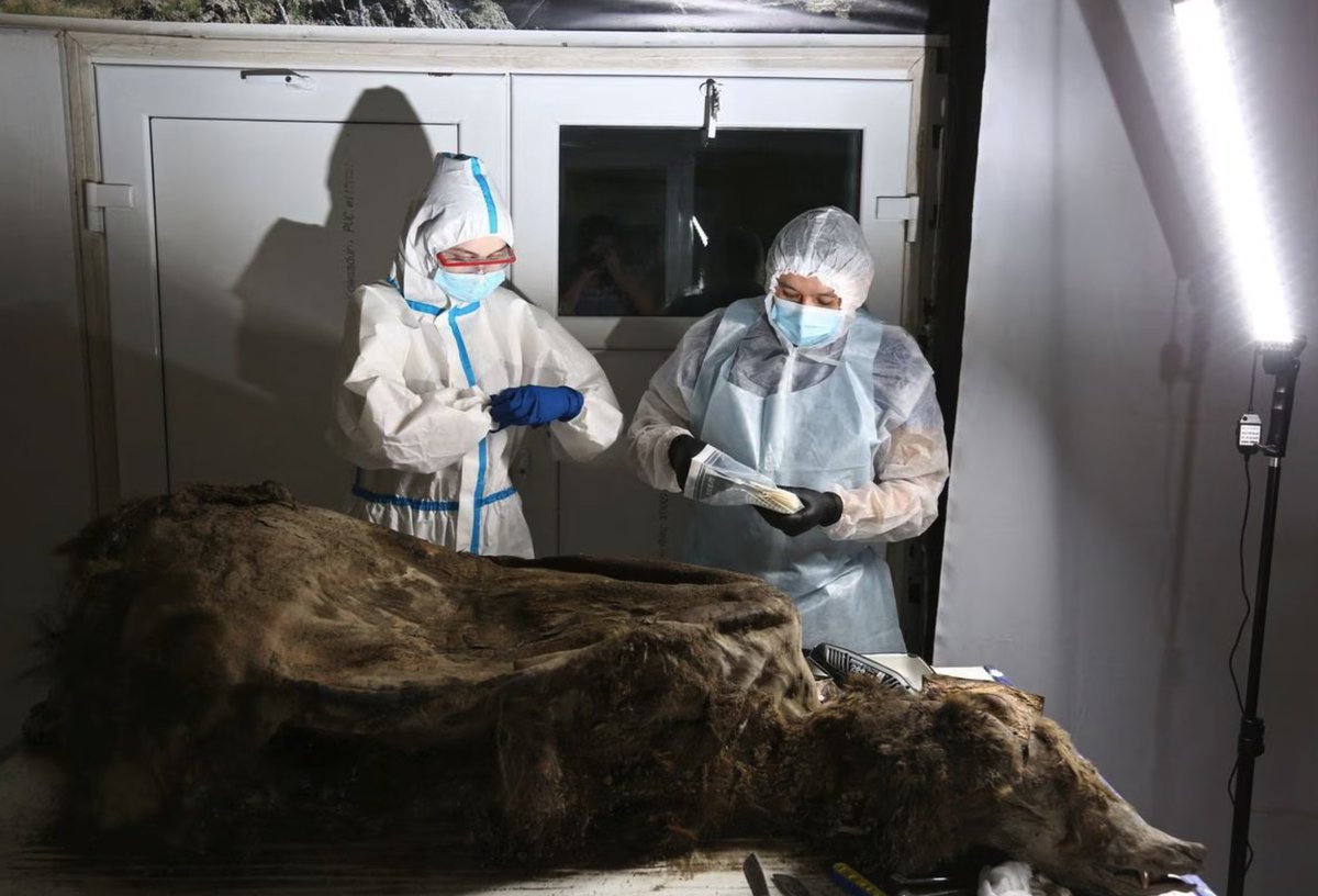 The permafrost is melting at an alarming rate with the potential of huge methane releases - it is also leading to fossil (fossil fuel) discoveries that should never have been found - "Scientists conduct an autopsy of a fossil  brown bear with the geological age of 3,460 years"