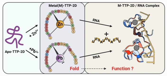 Here’s your JBIC weekend read: Sarah Michel and @SMichelLab1 report on Pb coordination to prolin-rich Zn fingers, and how function is retained despite very different structure. Important insight into the mode of action of a ubiquitous environmental toxin! rdcu.be/c6iol