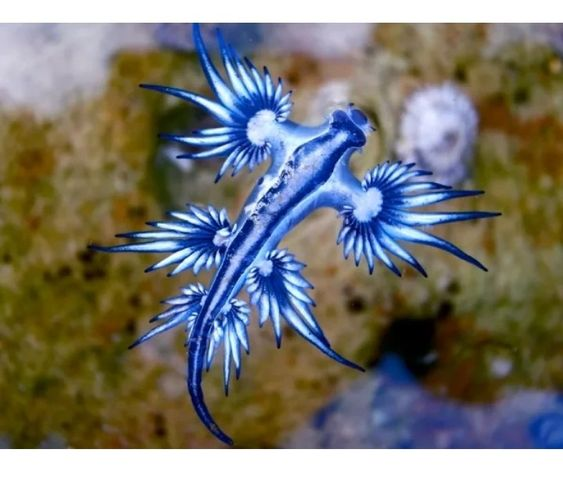skumbriaa's tweet photo. Glaucus atlanticus (blue sea dragon, sea swallow, blue angel, blue glaucus, dragon slug, blue dragon, blue sea slug and blue ocean slug) is a species of small, blue sea slug, a pelagic aeolid nudibranch, a shell-less gastropod mollusk in the family Glaucidae. https://t.co/CD4zb3A9mX