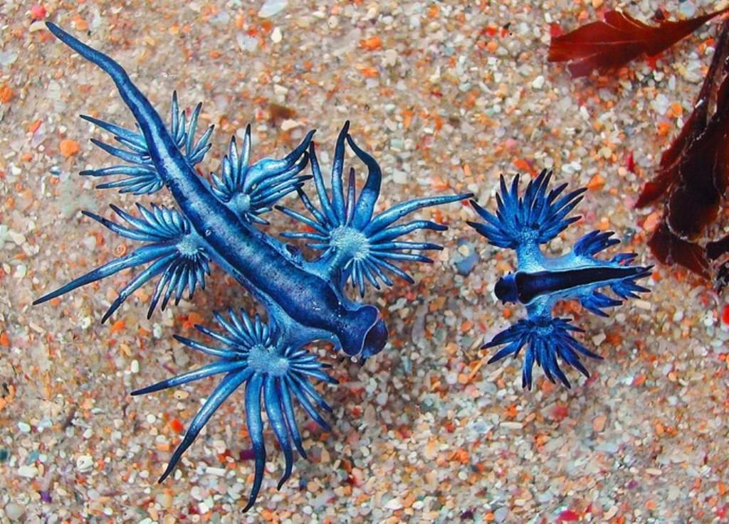 skumbriaa's tweet photo. Glaucus atlanticus (blue sea dragon, sea swallow, blue angel, blue glaucus, dragon slug, blue dragon, blue sea slug and blue ocean slug) is a species of small, blue sea slug, a pelagic aeolid nudibranch, a shell-less gastropod mollusk in the family Glaucidae. https://t.co/CD4zb3A9mX