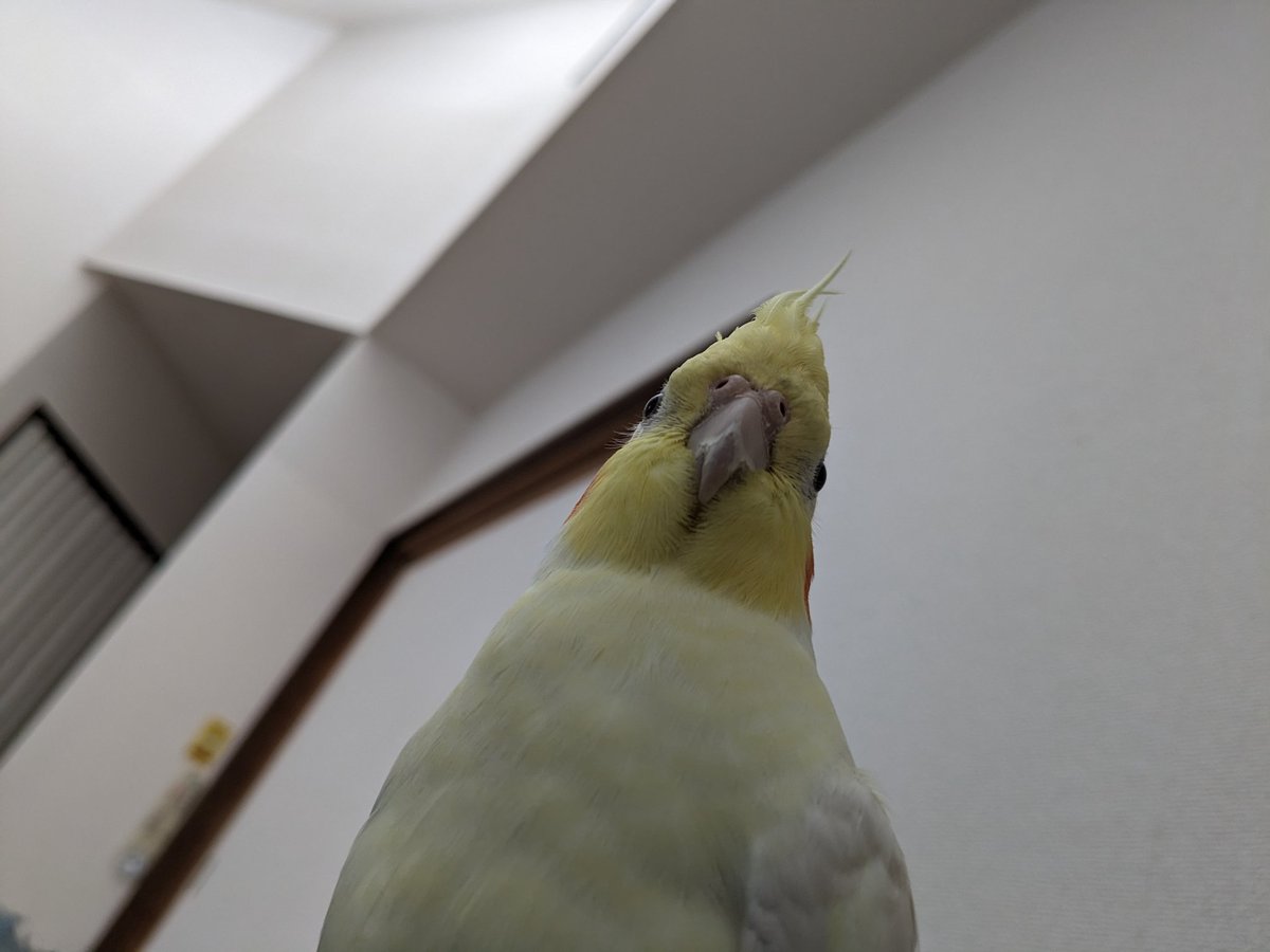 ryozfr1's tweet photo. #拡散希望RT協力お願いします 
北海道函館市で今日の午前中にオカメインコを逃がしてしまいました
イクラちゃんと喋ります
となりのトトロ歌います
幸せなら手を叩こう歌います
保護された方はご一報願います
#オカメインコ迷子 https://t.co/6C9svKsomL